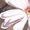 Magnolia stellata 'Jane Platt', flowers