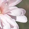 Magnolia stellata 'Jane Platt', flowers