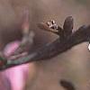 Magnolia stellata 'Jane Platt', flowers