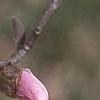 Magnolia stellata 'Jane Platt', flowers