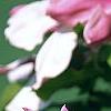 Magnolia 'Marillyn', flowers
