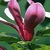 Magnolia 'Marillyn', flowers