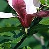 Magnolia 'Marillyn', flowers