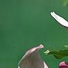 Magnolia 'Marillyn', flowers