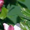 Magnolia 'Marillyn', flowers