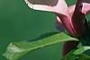 Magnolia 'Marillyn', flowers