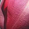 Magnolia 'March Till Frost', flowers