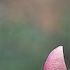 Magnolia 'March Till Frost', flowers