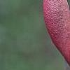 Magnolia 'March Till Frost', flowers