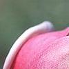 Magnolia 'March Till Frost', flowers