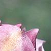 Magnolia 'March Till Frost', flowers