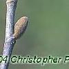 Magnolia 'March Till Frost', flowers