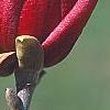 Magnolia 'March Till Frost', flowers