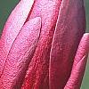 Magnolia 'March Till Frost', flowers