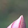 Magnolia 'March Till Frost', flowers