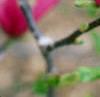 Magnolia 'Randy', flowers