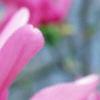 Magnolia 'Randy', flowers
