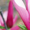 Magnolia 'Randy', flowers