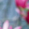 Magnolia 'Randy', flowers