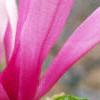 Magnolia 'Randy', flowers