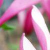 Magnolia 'Randy', flowers