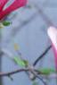 Magnolia 'Randy', flowers