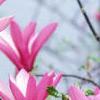 Magnolia 'Randy', flowers