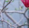 Magnolia 'Randy', flowers