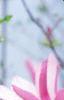 Magnolia 'Randy', flowers