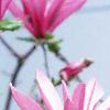Magnolia 'Randy', flowers