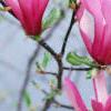 Magnolia 'Randy', flowers
