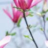 Magnolia 'Randy', flowers