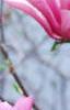 Magnolia 'Randy', flowers