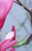 Magnolia 'Randy', flowers