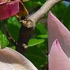 Magnolia 'Randy', flowers