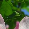 Magnolia 'Randy', flowers