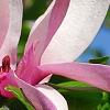 Magnolia 'Randy', flowers