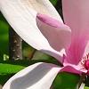 Magnolia 'Randy', flowers