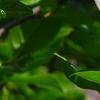 Magnolia 'Randy', flowers