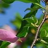 Magnolia 'Randy', flowers