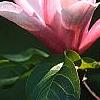 Magnolia 'Raspberry Ice', flowers