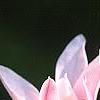 Magnolia 'Raspberry Ice', flowers