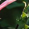Magnolia 'Raspberry Ice', flowers