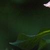Magnolia 'Raspberry Ice', flowers