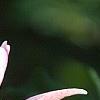 Magnolia 'Raspberry Ice', flowers