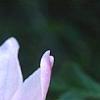 Magnolia 'Raspberry Ice', flowers