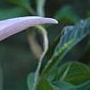 Magnolia 'Raspberry Ice', flowers