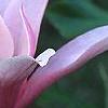 Magnolia 'Raspberry Ice', flowers