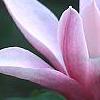 Magnolia 'Raspberry Ice', flowers