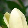 Magnolia 'Solar Flare', flowers